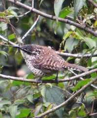 Campylorhynchus jocosus