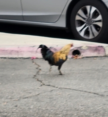 Gallus gallus domesticus