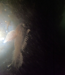 Hemitripterus americanus