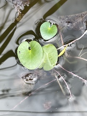 Nymphoides thunbergiana