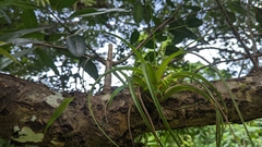 Polystachya concreta