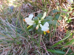 Polygaloides chamaebuxus