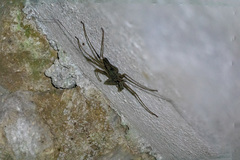 Amblypygi