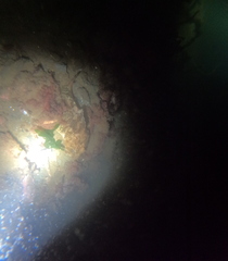 Myoxocephalus