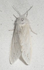 Spilosoma congrua
