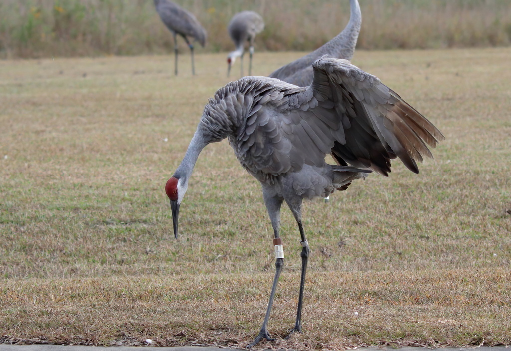 Sandhill Crane