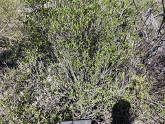 Pleradenophora bilocularis