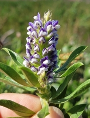 Psoralea bracteolata