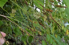 Amorpha fruticosa