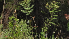 Myiophobus fasciatus