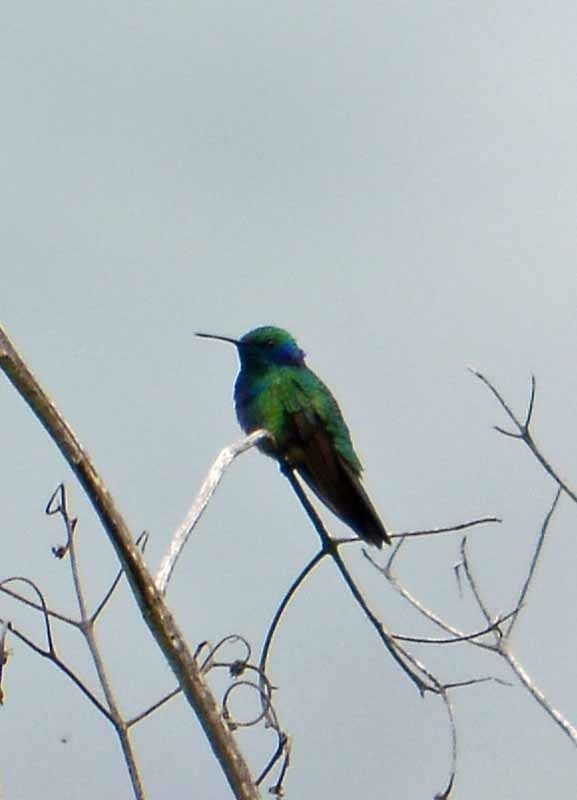 Green Violetear