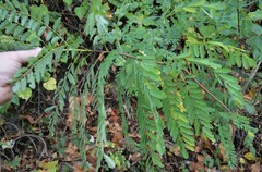 Amorpha fruticosa