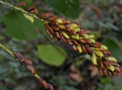 Amorpha fruticosa