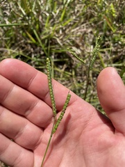 Paspalum laeve