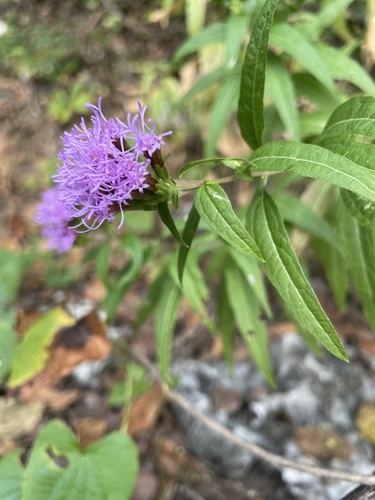 Steviopsis vigintiseta · iNaturalist