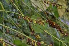 Amorpha fruticosa