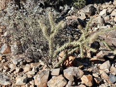 Cylindropuntia acanthocarpa