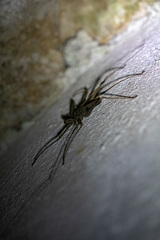 Amblypygi