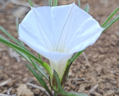 Ipomoea simplex