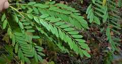 Amorpha fruticosa