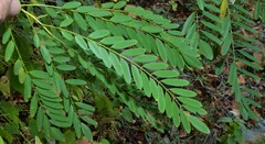 Amorpha fruticosa