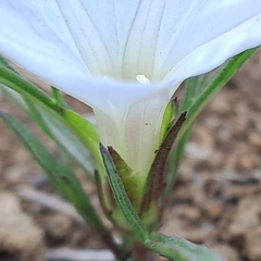 Ipomoea simplex