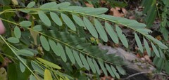 Amorpha fruticosa