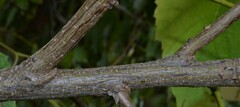 Amorpha fruticosa