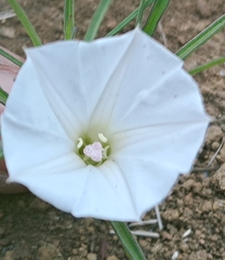 Ipomoea simplex