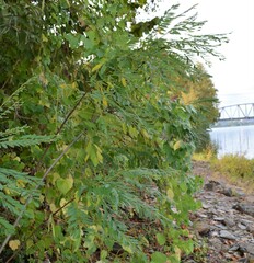 Amorpha fruticosa