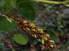 Amorpha fruticosa