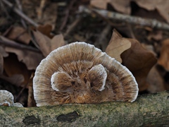 Daedaleopsis confragosa