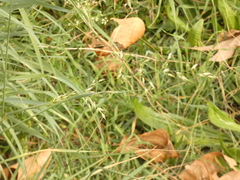 Arrhenatherum elatius