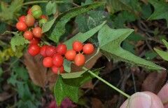 Cocculus carolinus