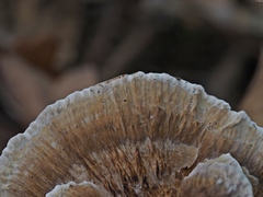 Daedaleopsis confragosa