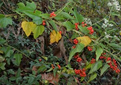 Cocculus carolinus