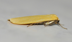Eilema sororcula