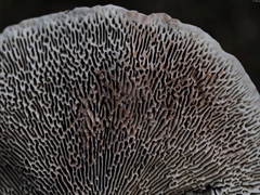 Daedaleopsis confragosa