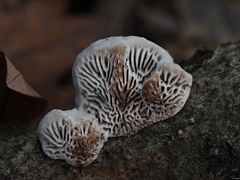 Daedaleopsis confragosa