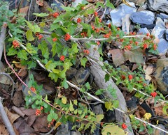 Cocculus carolinus