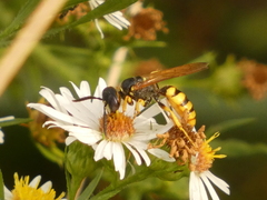 Philanthus triangulum