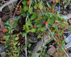 Cocculus carolinus