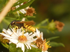 Philanthus triangulum