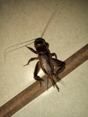 Teleogryllus