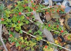 Cocculus carolinus