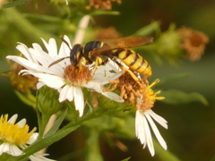 Philanthus triangulum