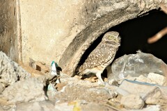 Athene cunicularia hypugaea