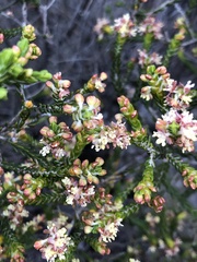 Passerina corymbosa