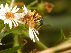 Philanthus triangulum
