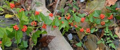 Cocculus carolinus